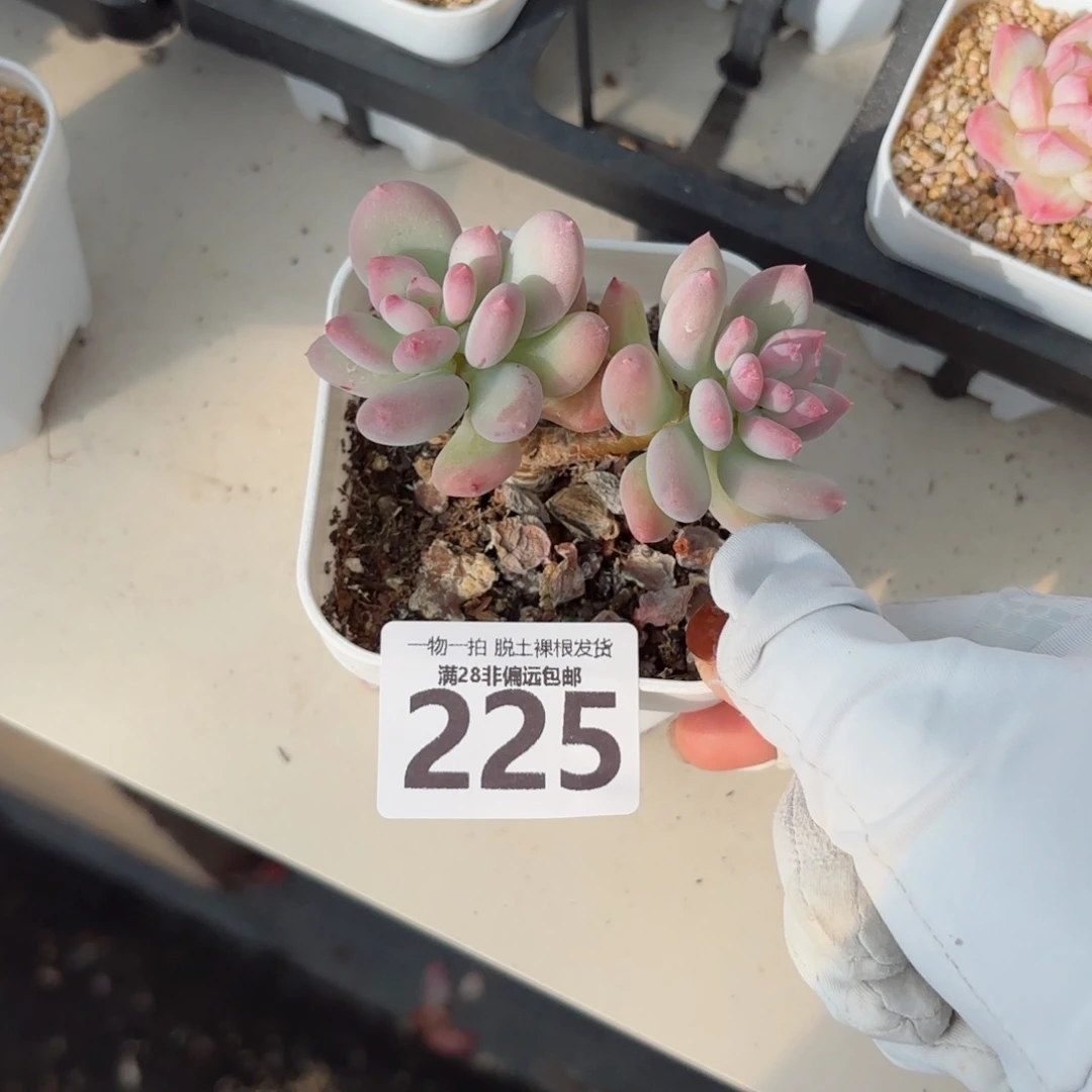 苹果奶老桩无盆土发货