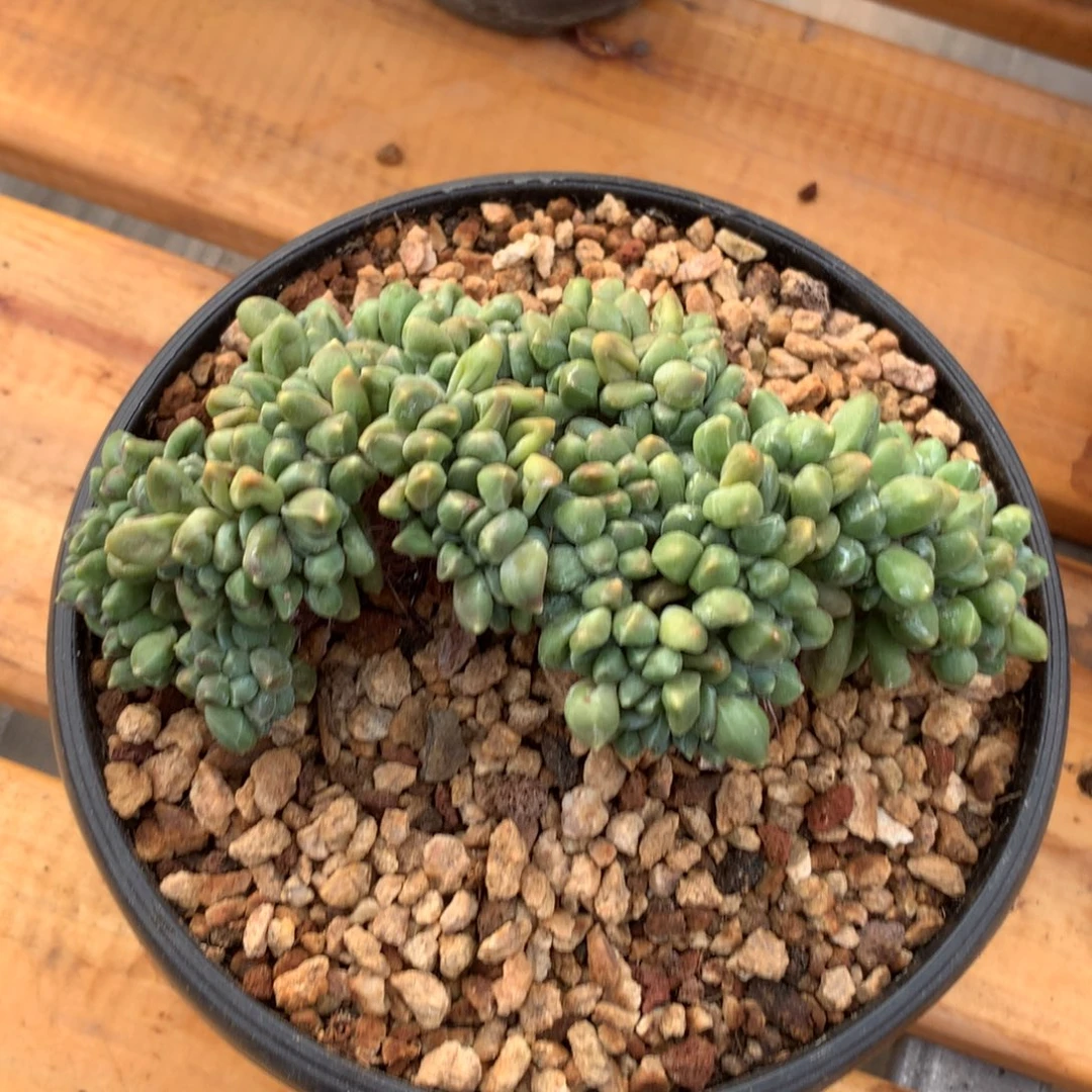 奶茶是最后一面吧、粉