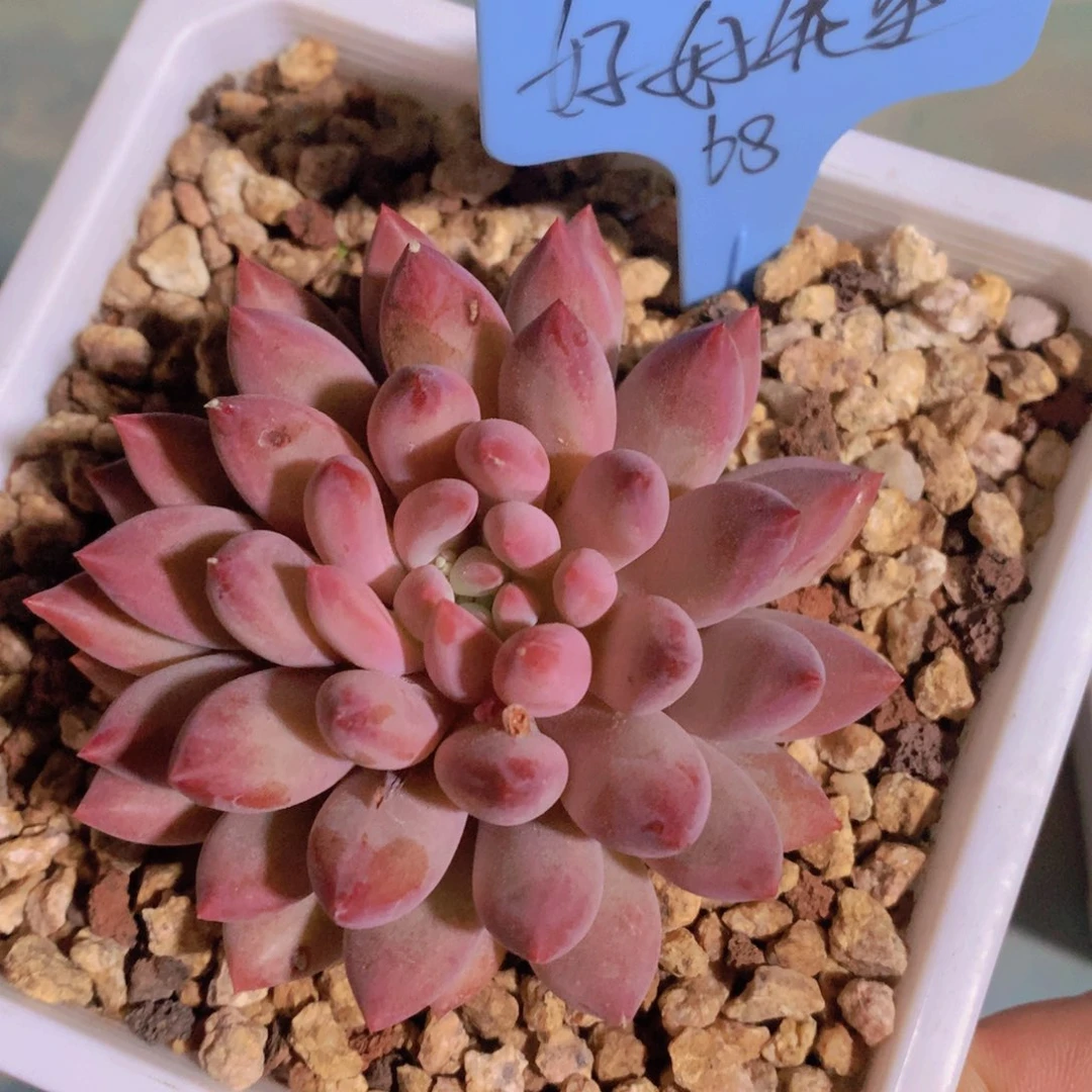 我家的小姐姐们都是我的小可爱们