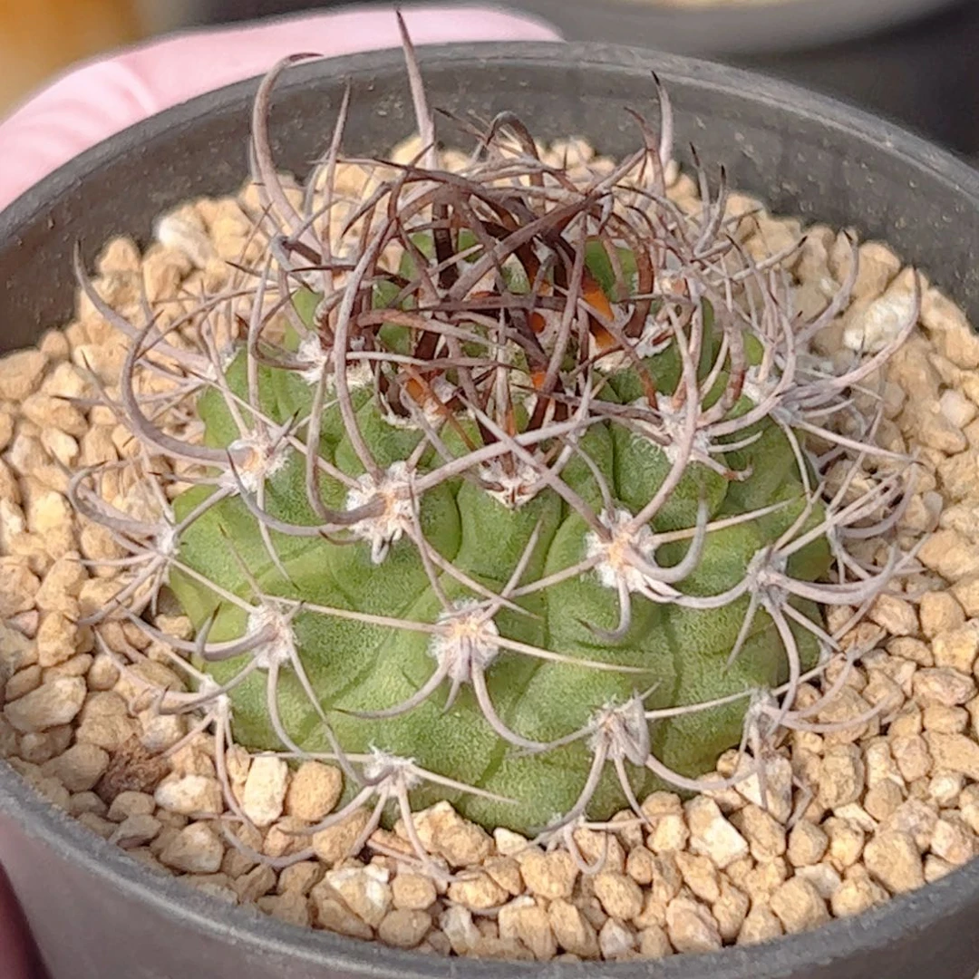 实生 逆豹丸仙人球