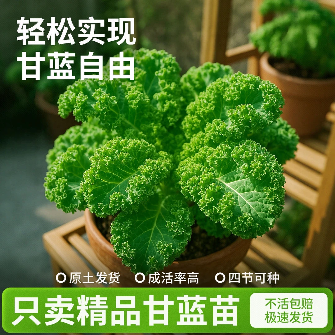 有机新品羽衣甘蓝苗绿羽衣甘蓝苗可食用羽衣甘蓝养生好