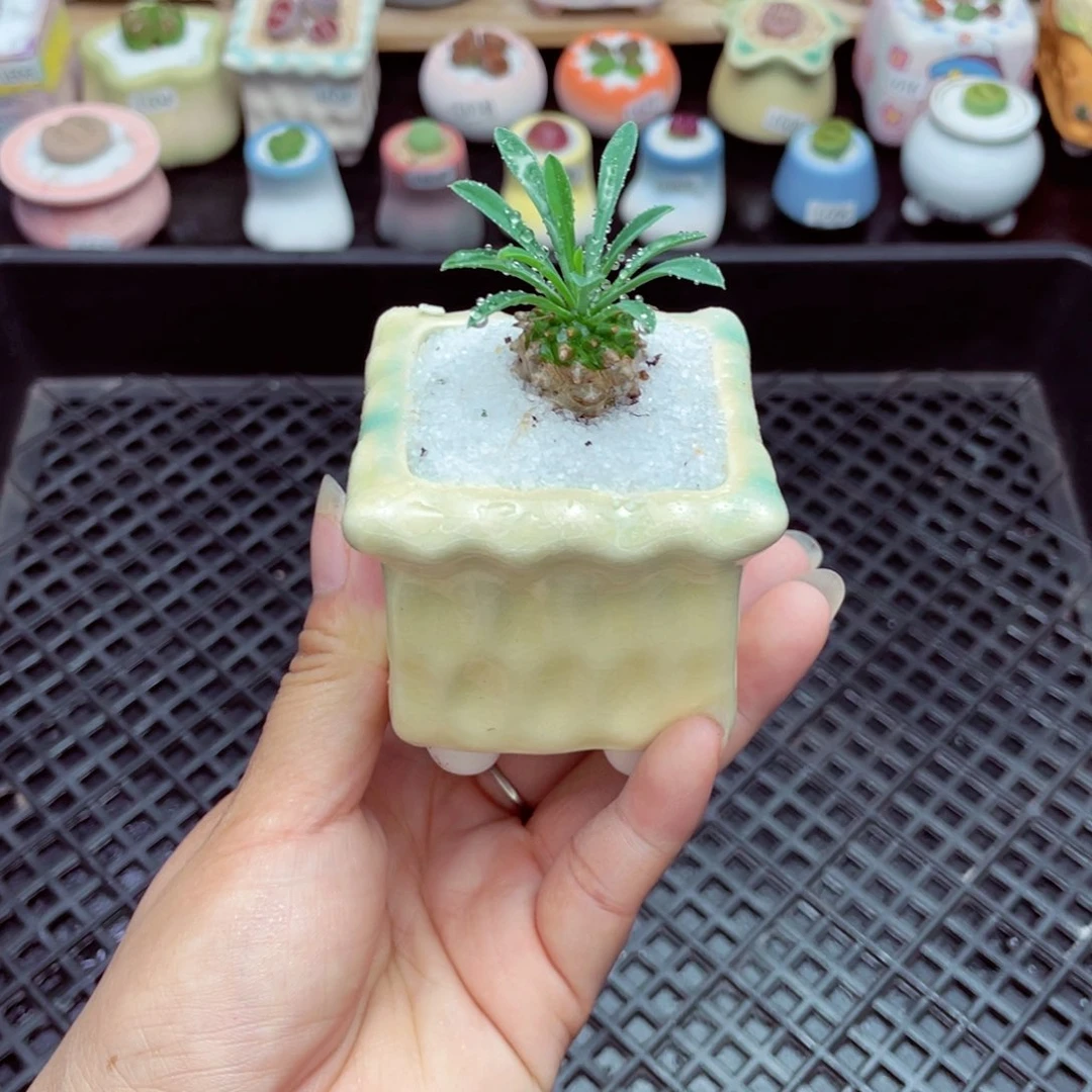 w6893 带盆土发货一物一拍