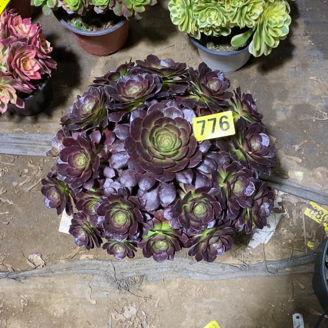 山**兰万黑多肉法师776