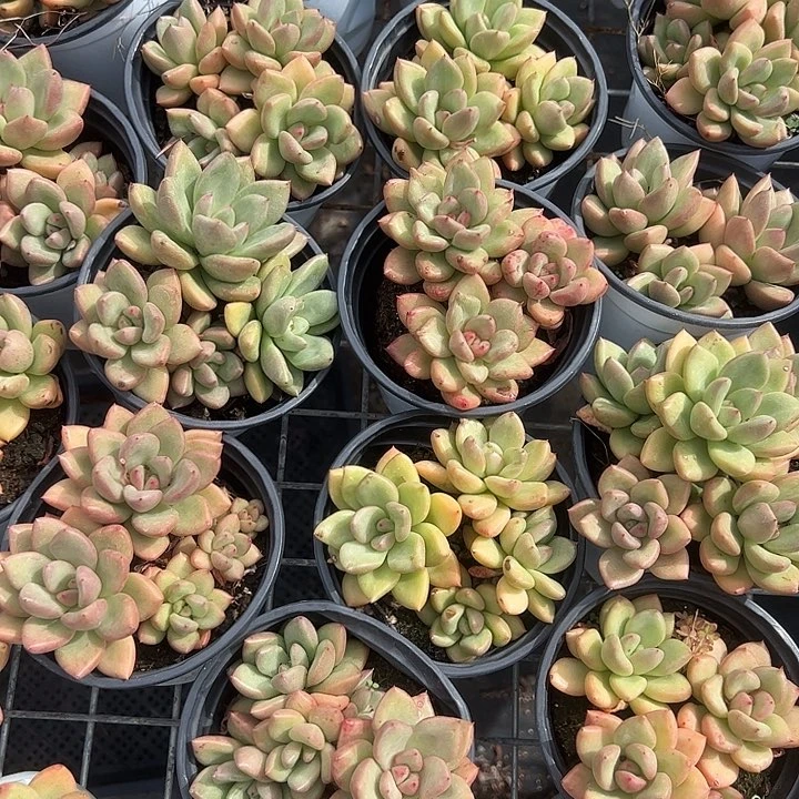 奶油鳄梨多肉植物