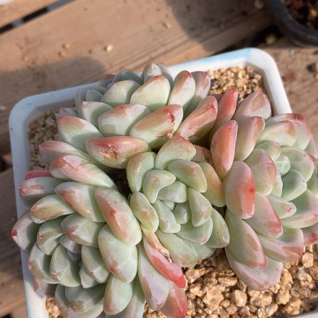 0305-82 老桩冰玉