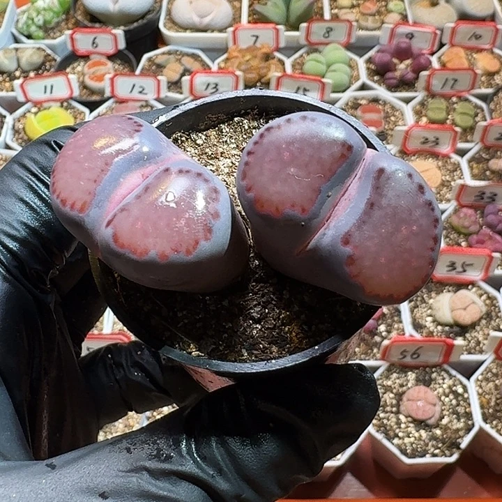 是****?生石花2333:：。   1