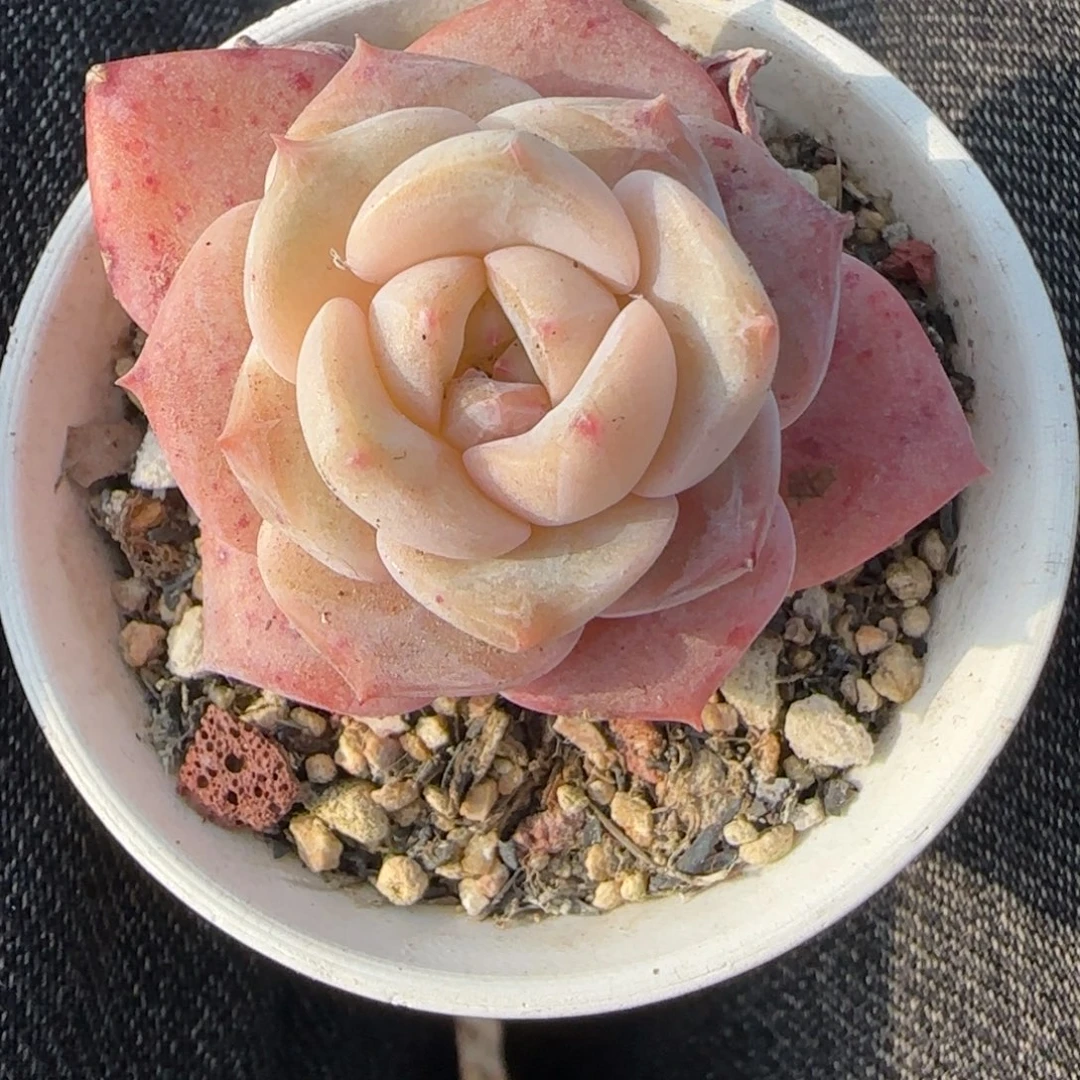 多肉小卡拉米糖心一物一拍