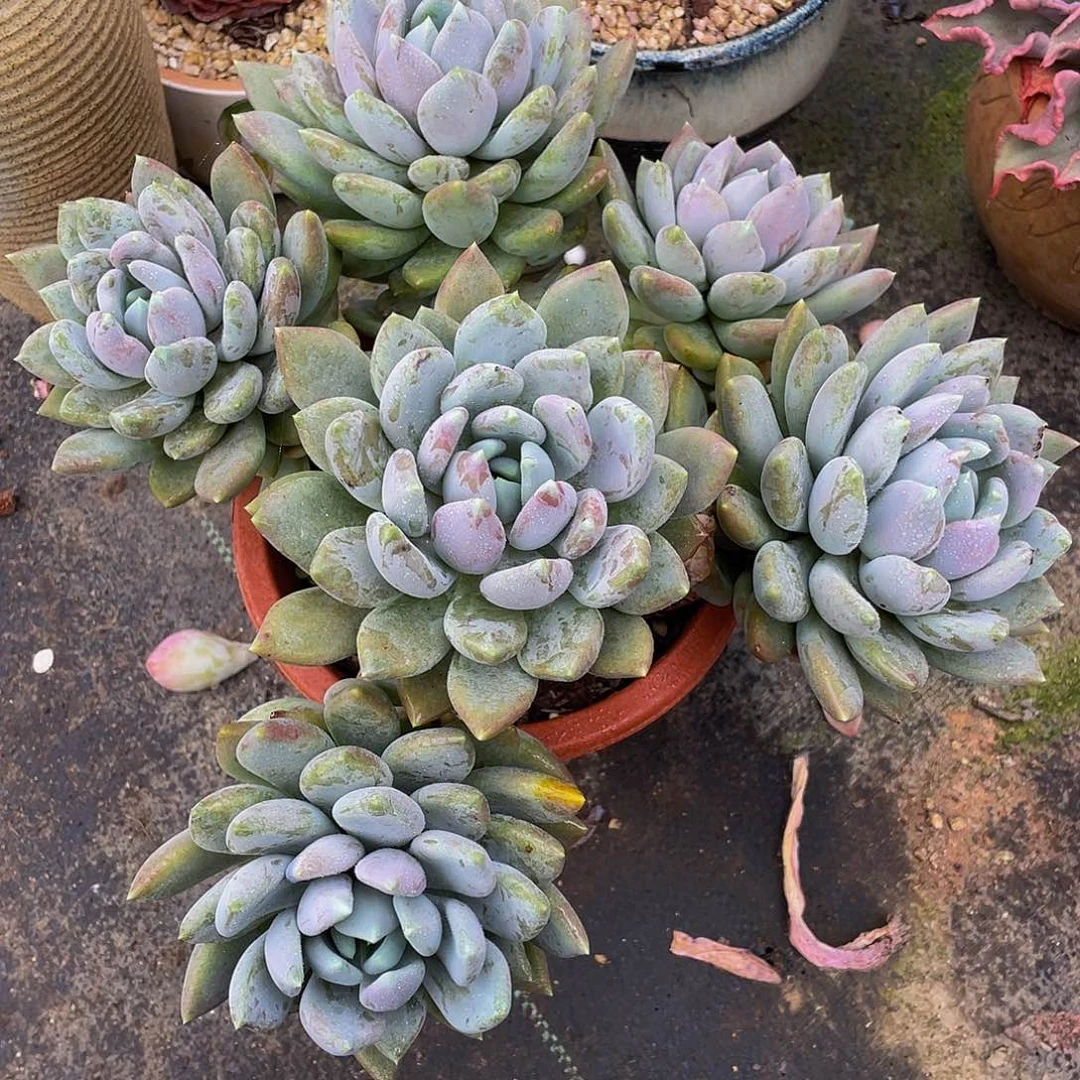 胖美人多肉植物群4339