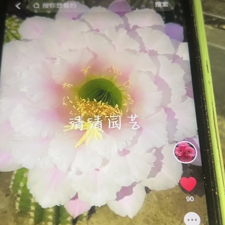 清清3-511仙人球侧牙