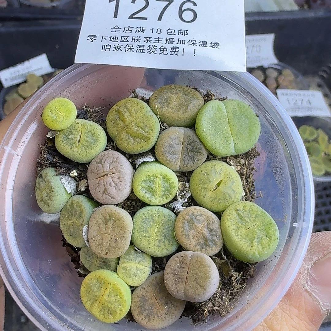 1276 哈哈哈哈哈哈哈哈