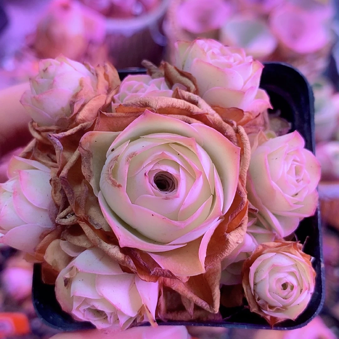 姝帕手捧一物一拍003