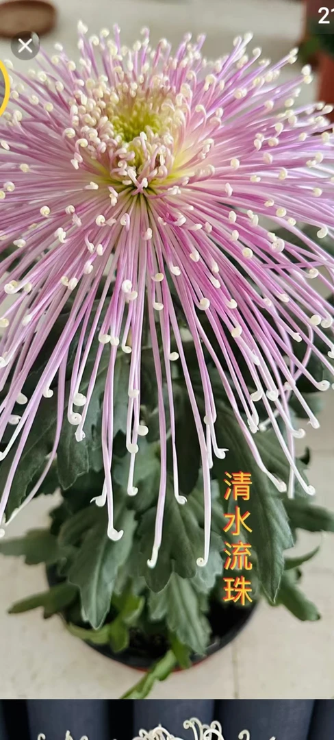 清水流珠】金丝菊九月菊浓香耐寒易活多年生适用于阳台庭院