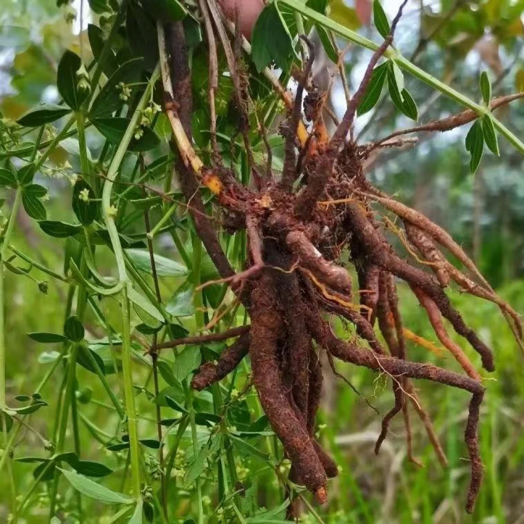 茜草拉拉秧培育植物