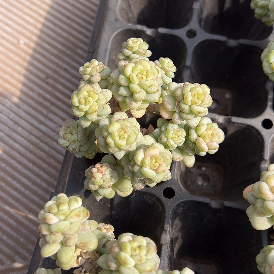 多头无砍阳光玫瑰多肉