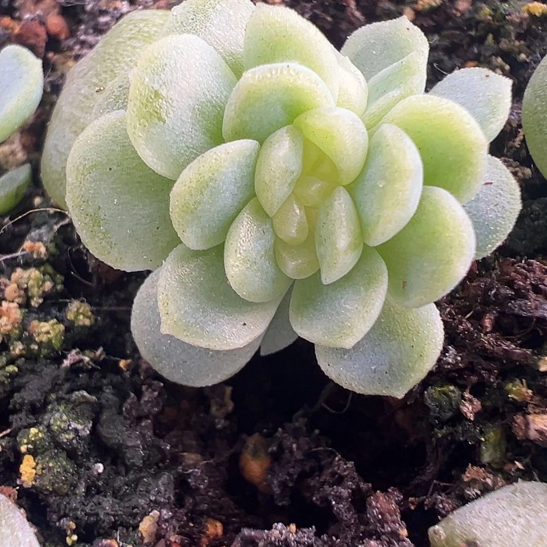 廾*丶风花雪月灯一个一物一拍