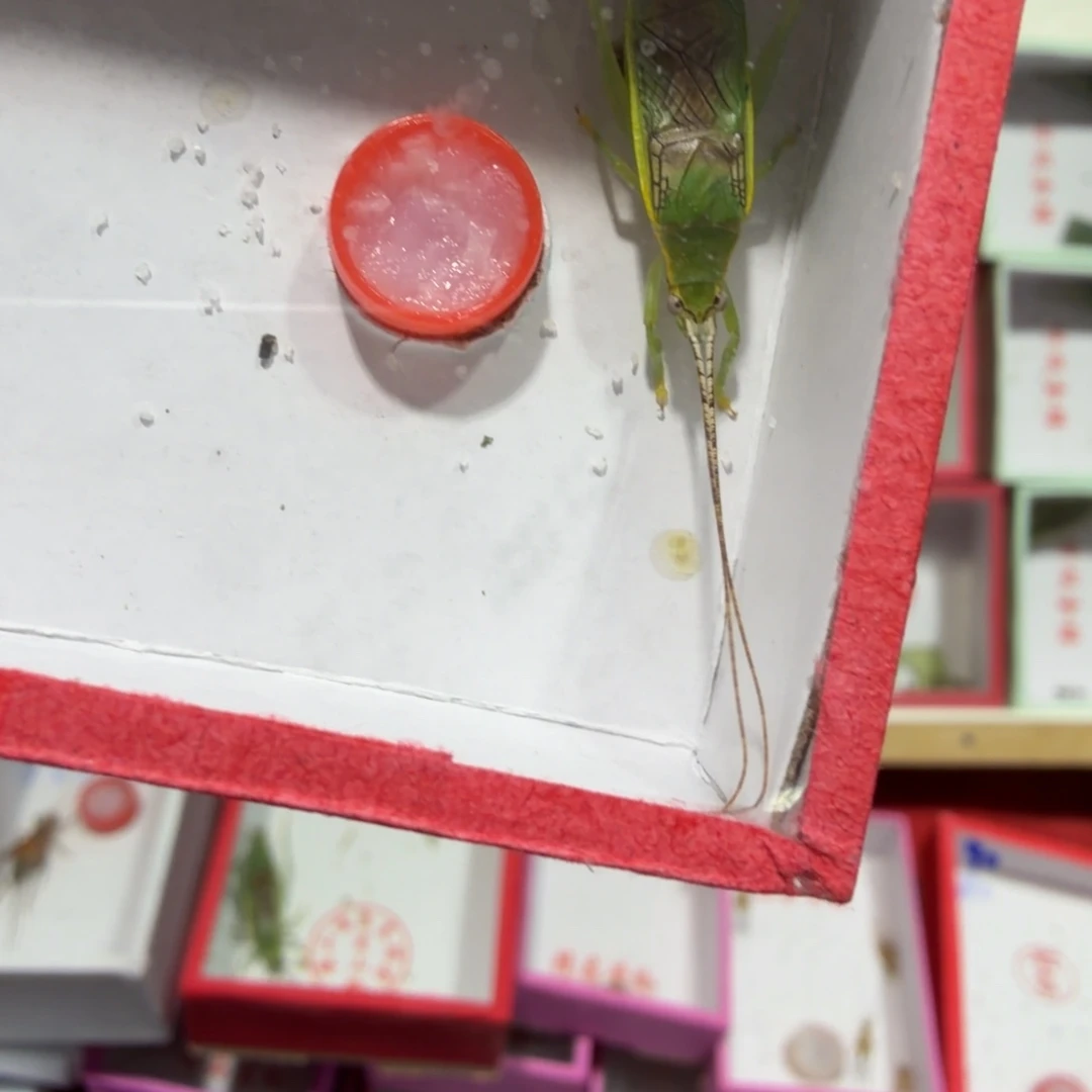 如***观蟋蟀瑕疵金钟一条