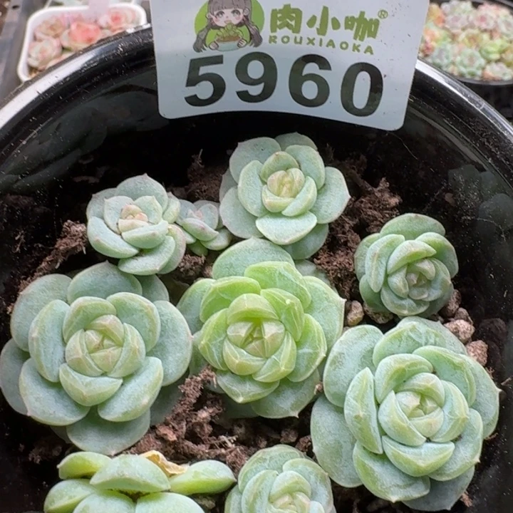 多肉植物多肉植物