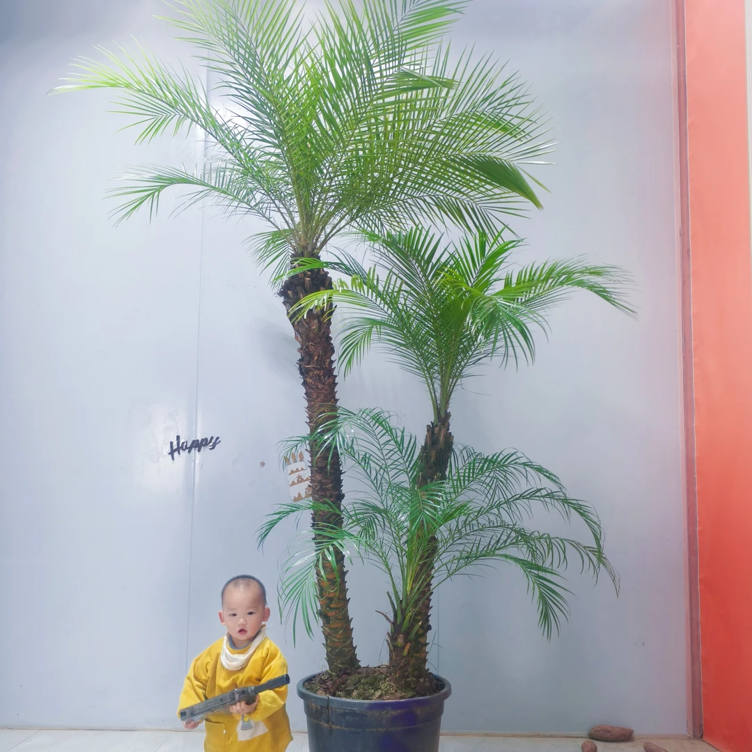 美丽针葵泰国椰子树盆栽刺葵棕榈树室内大型绿植办公室客厅除甲醛