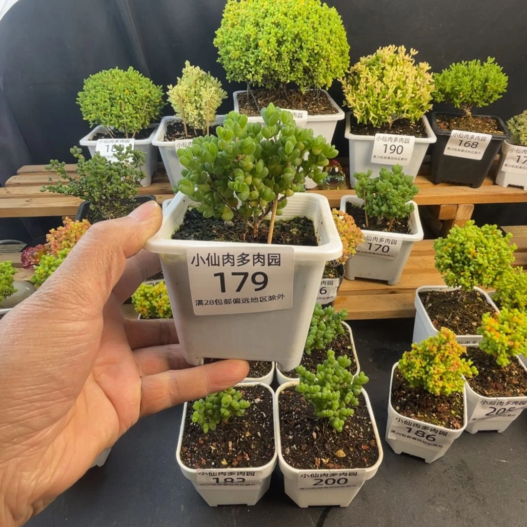 179枝干番杏10口盆元宝