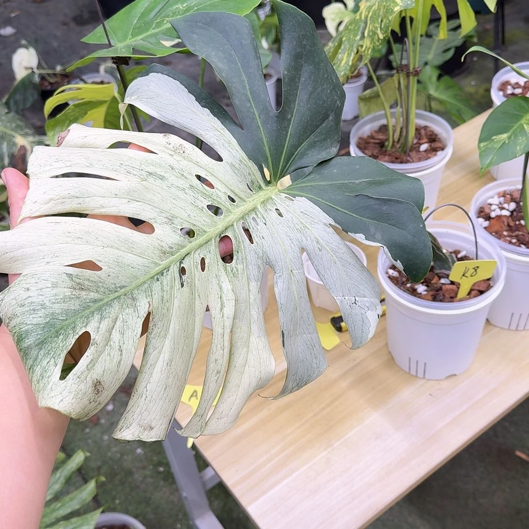 不开花植物泰国白眼泪一叶一芽K8