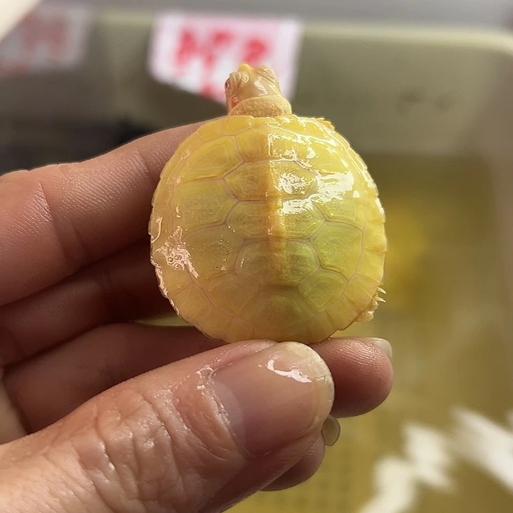巴西彩龟不分公母