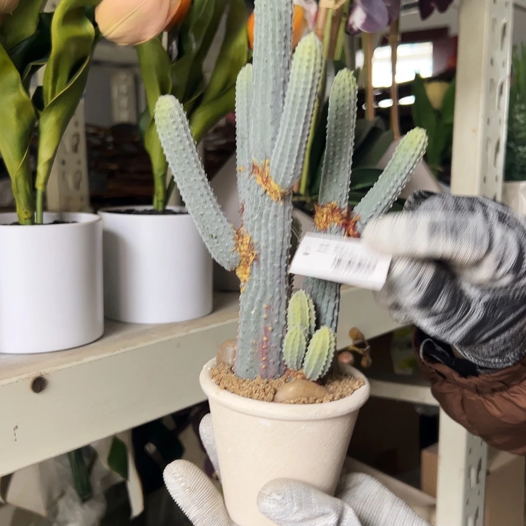 抖音直播间瑕疵盆栽