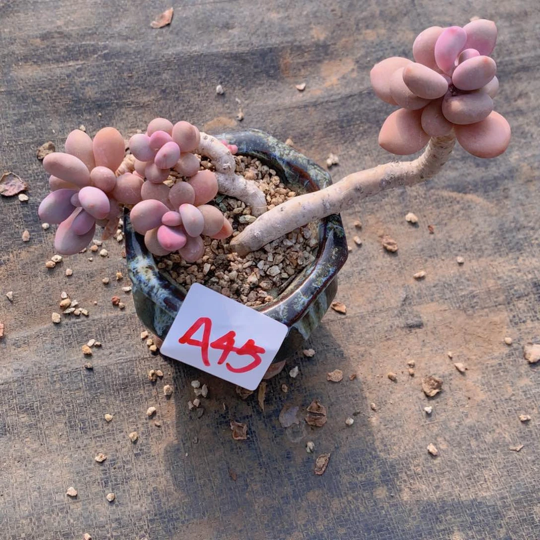 ?****?多肉植物桃蛋45