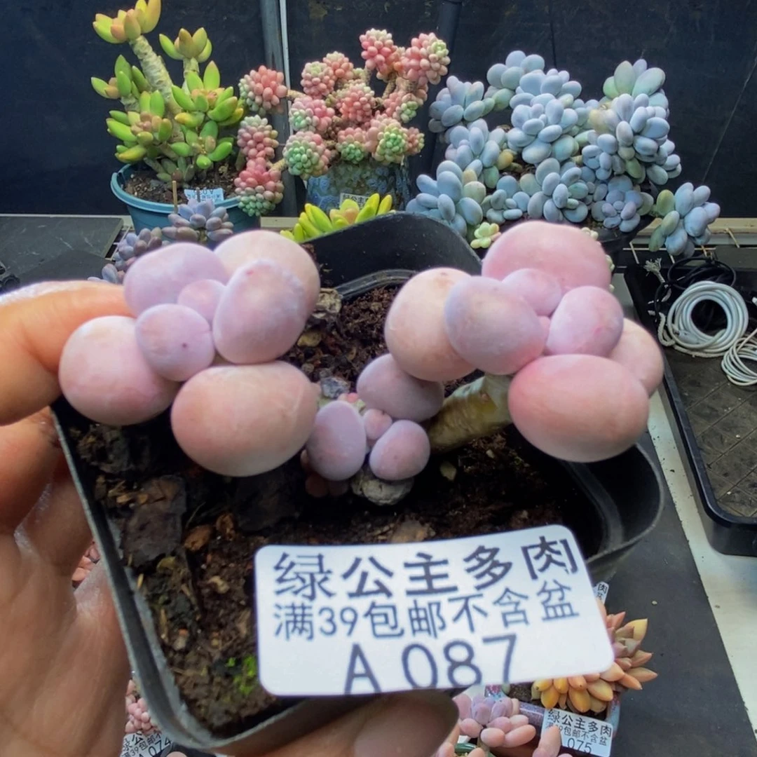 087橙奶多肉肉5c m