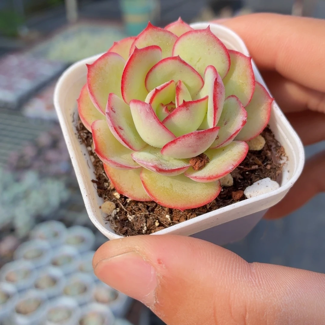 帕拉梅拉多肉9.9包邮发货