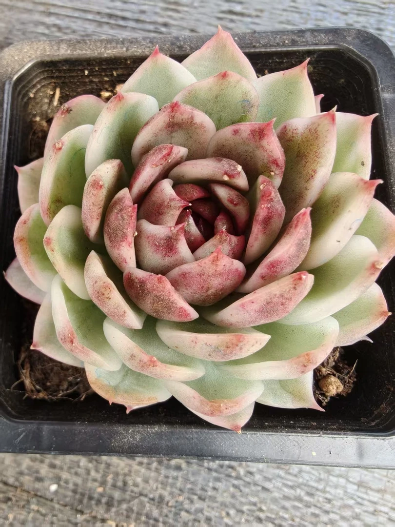绿水晶锦（大）6cm起，锦上园艺量拍