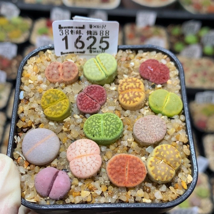 Sss精品生石花1625