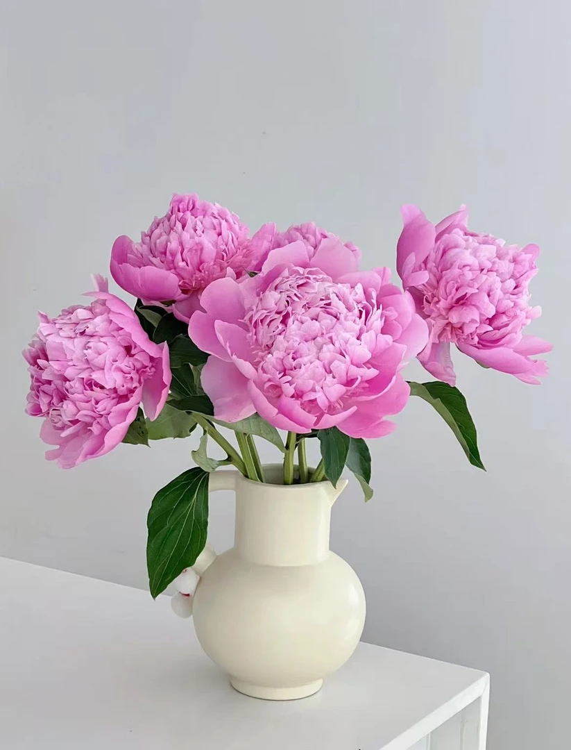 【现货名品兰富士芍药】五月花神芍药客厅日常养花质感高级氛围鲜花