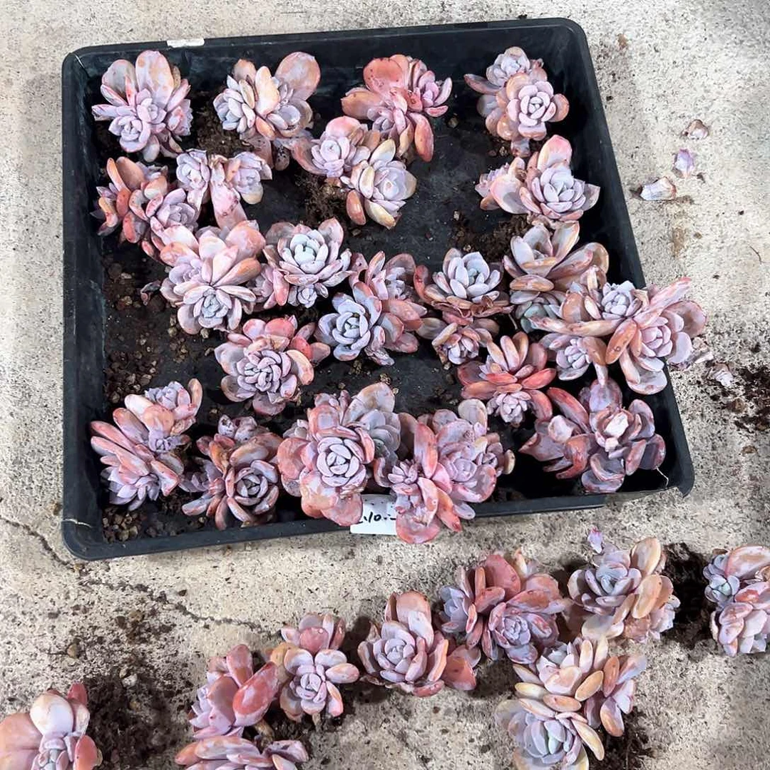 210-5奶茶双头起随机有瑕疵介意慎拍