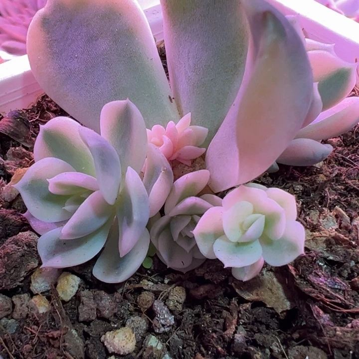 汉堡锦多肉植物1367