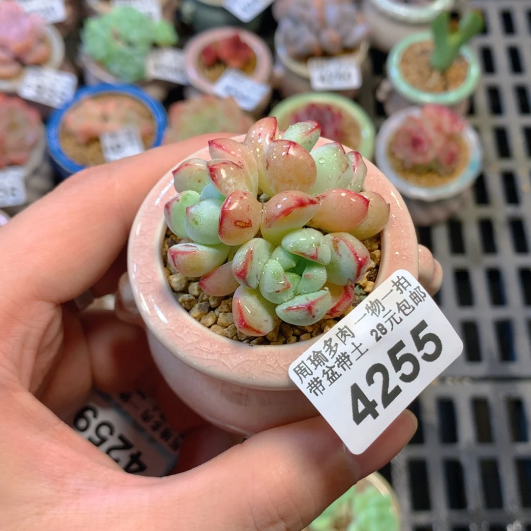 5厘米盆精控多肉4255