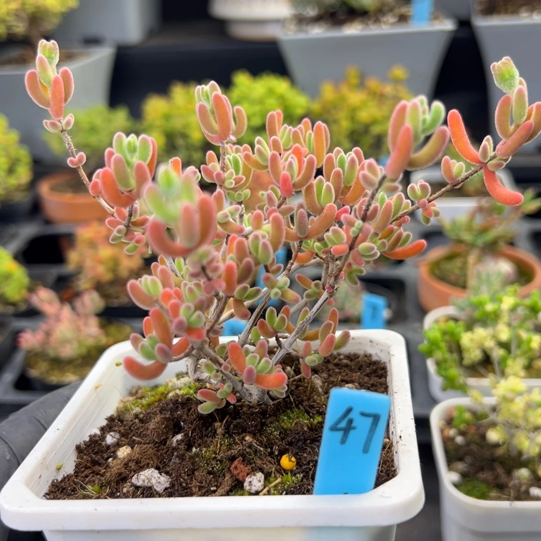 老桩红叶47号10厘米盆