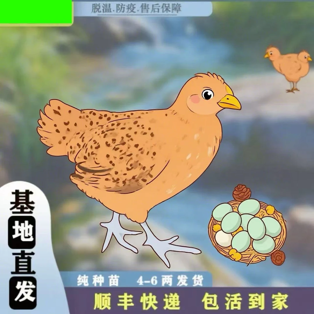 活体长尾鸡6两左右宠物鸡土鸡L（买9送3）