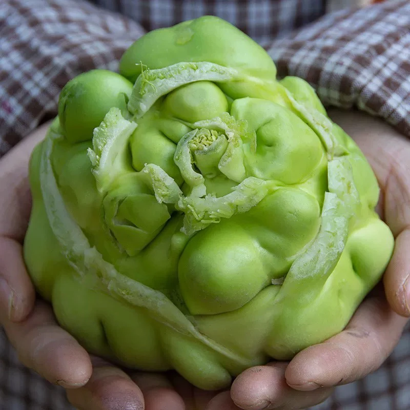 重庆涪陵特产新鲜青菜头现砍现发农家自种羊角菜