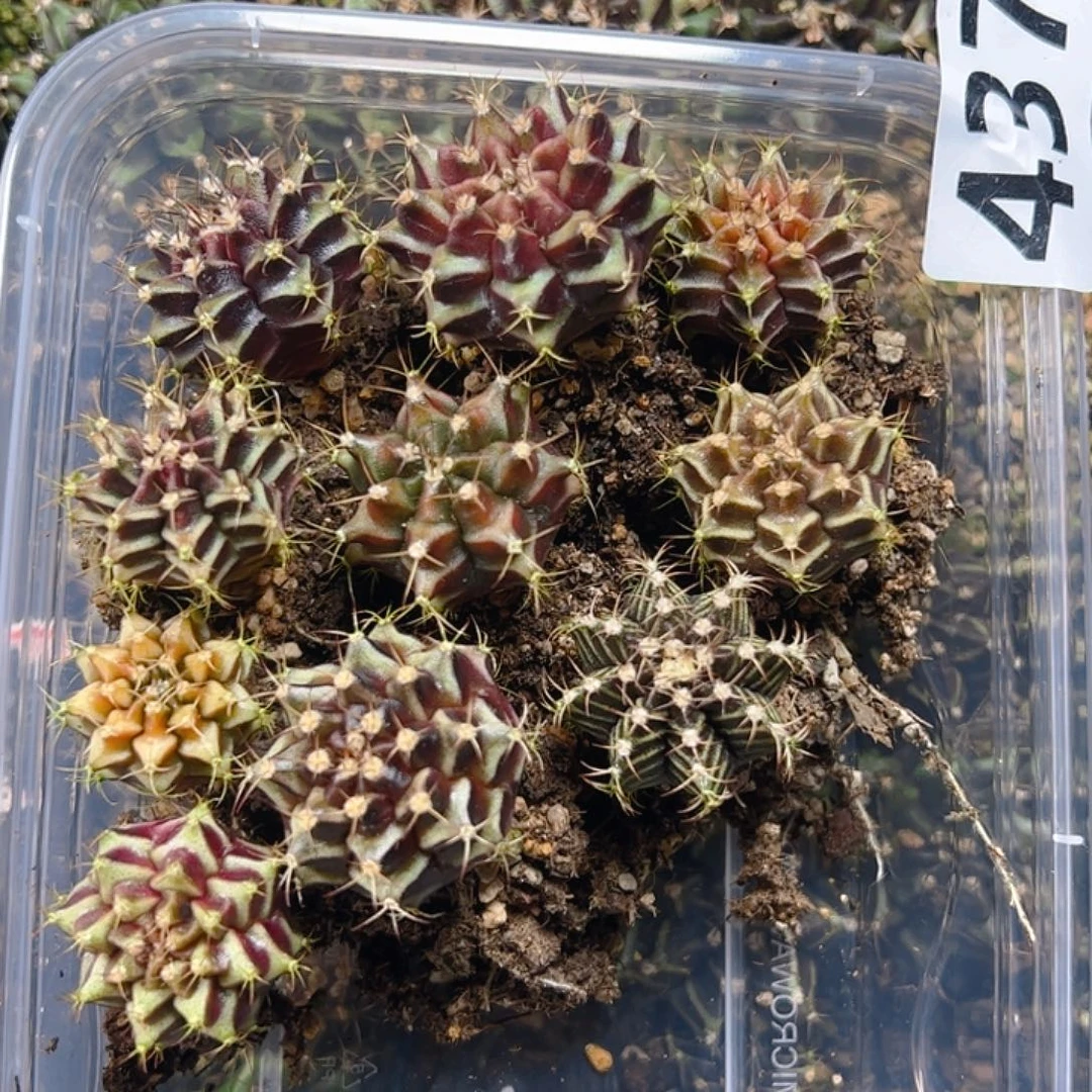当前无花栽培后可以开花437