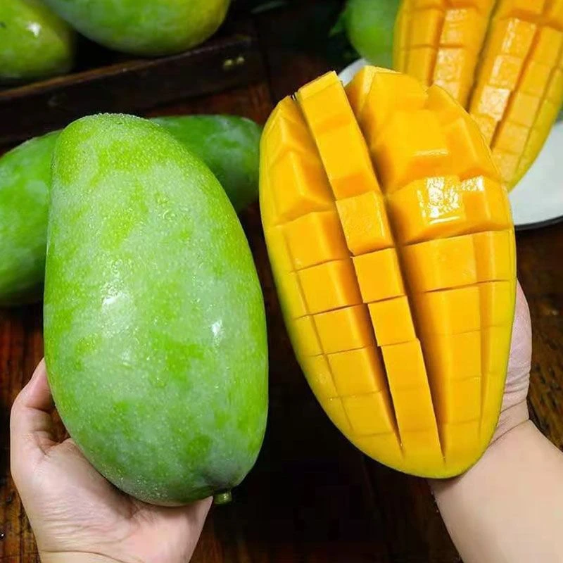 【催熟食用】正宗大青芒新鲜当季热带水果带箱5斤 单果400g+