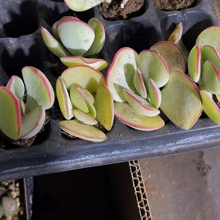 小白眉2.8带土发