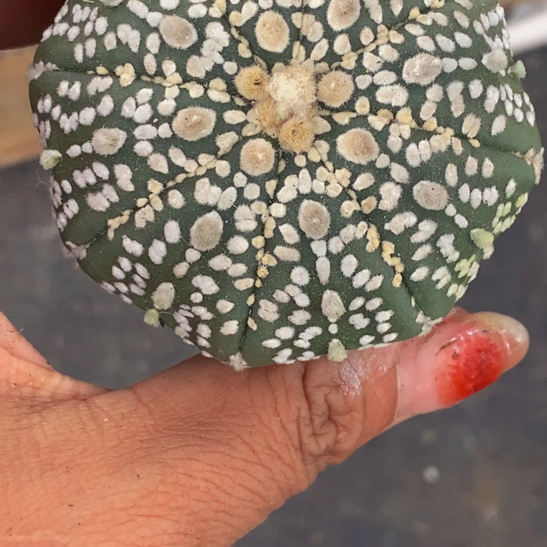 星球 超兜。包邮 一颗包邮