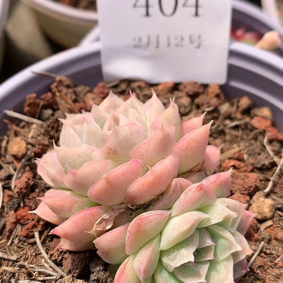 【闪购商品】云404虾饺