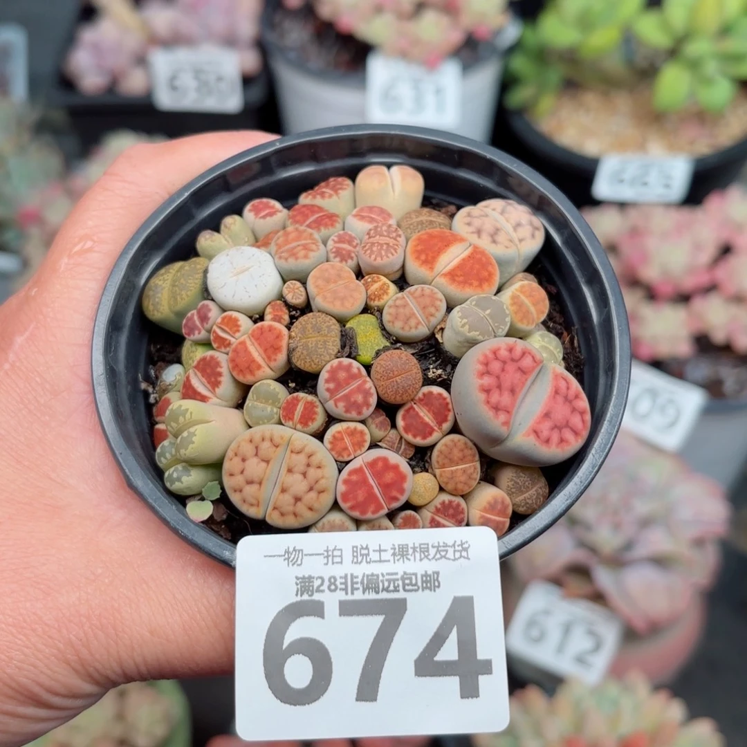 生石花带土球发货