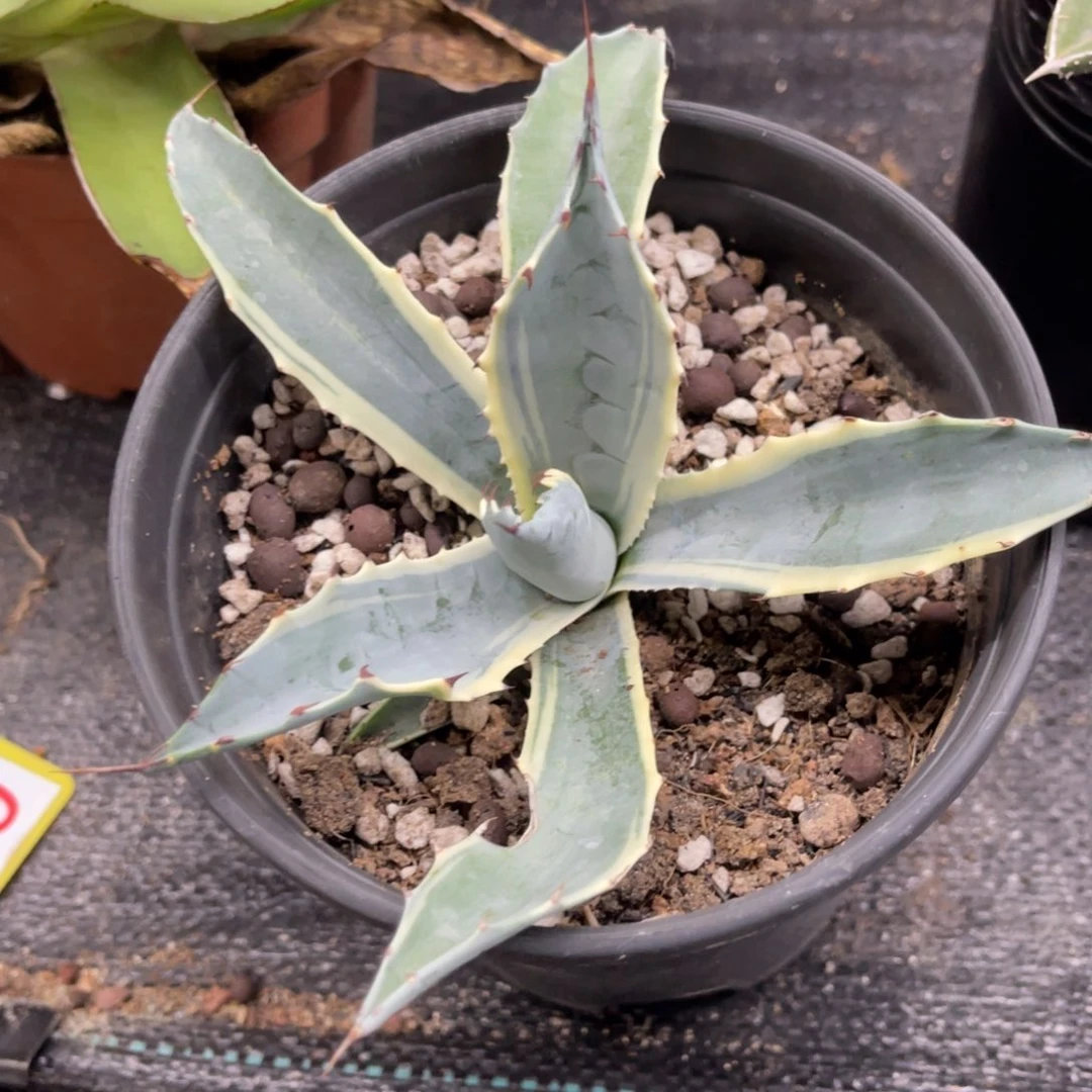 赖光白覆轮锦龙舌兰