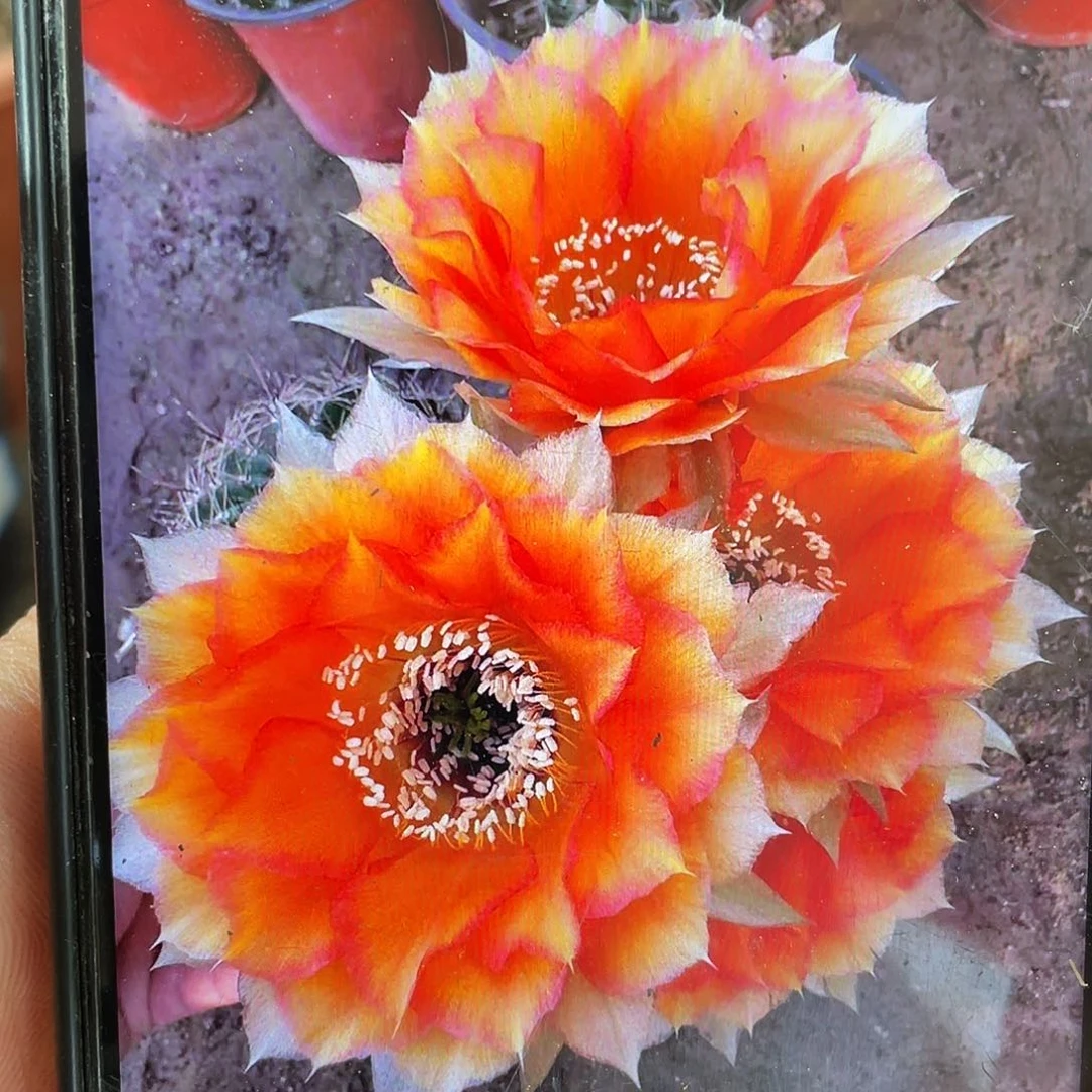 玛雅之星自根球5公分以上带盆土