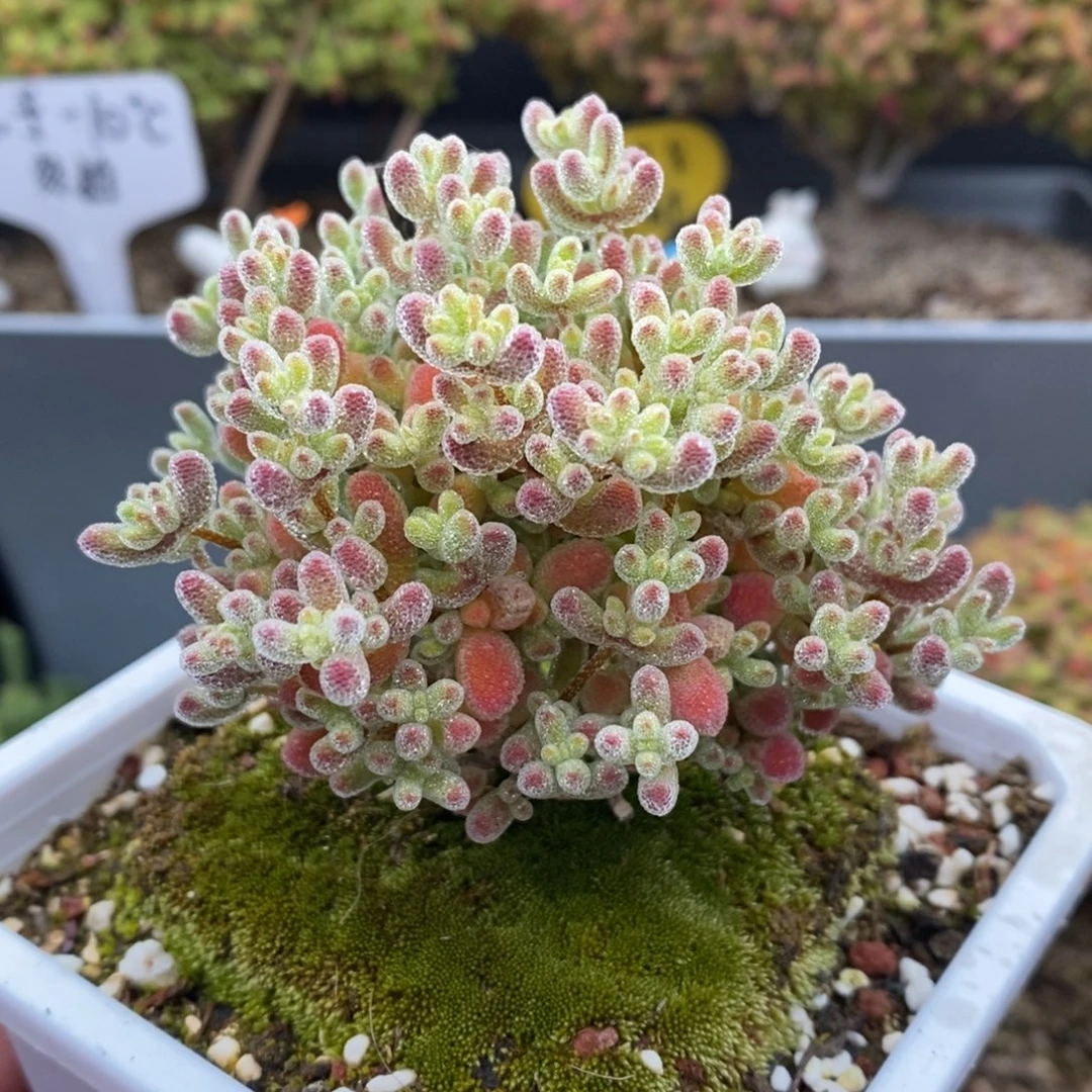 无花朵3号优选粉冰晶枝干