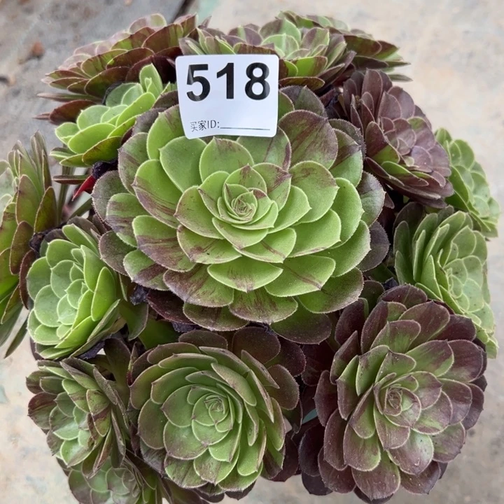518花月夜25厘米半木质