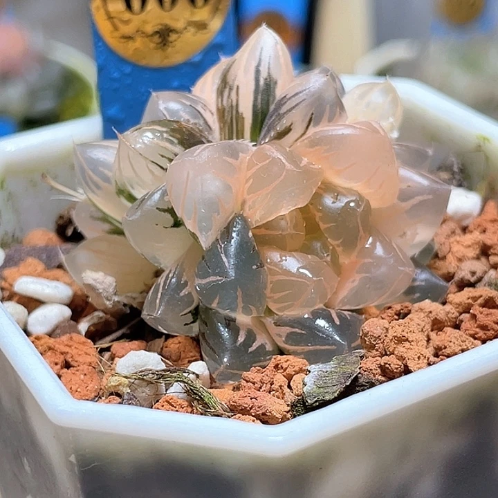 606双头糊斑水中月