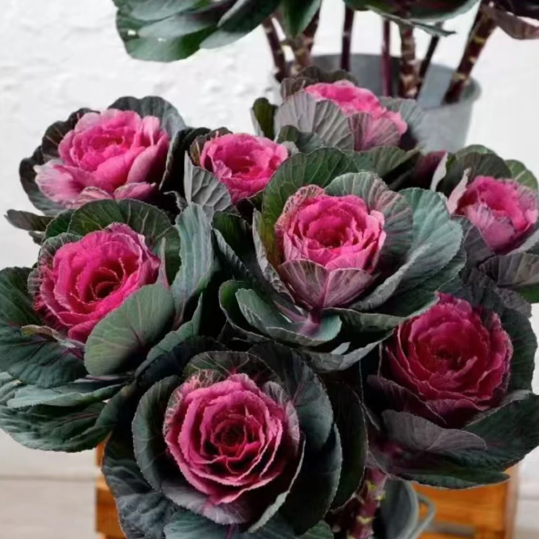 多头羽衣甘蓝盆栽耐寒耐晒适合阳台庭院花卉观赏